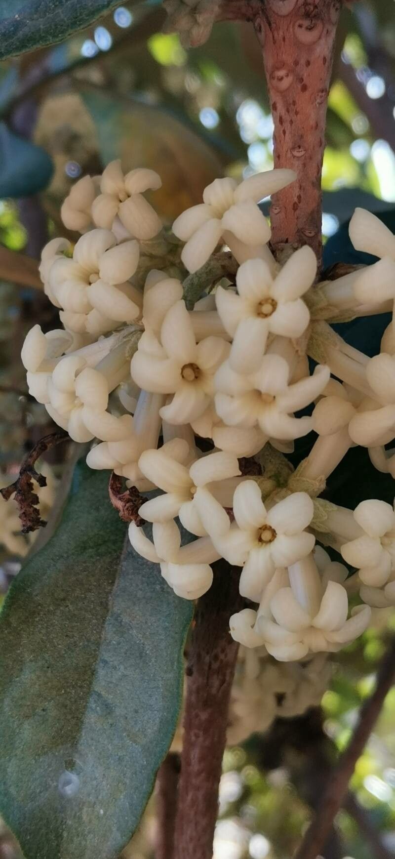 Pittosporum hosmeri flower