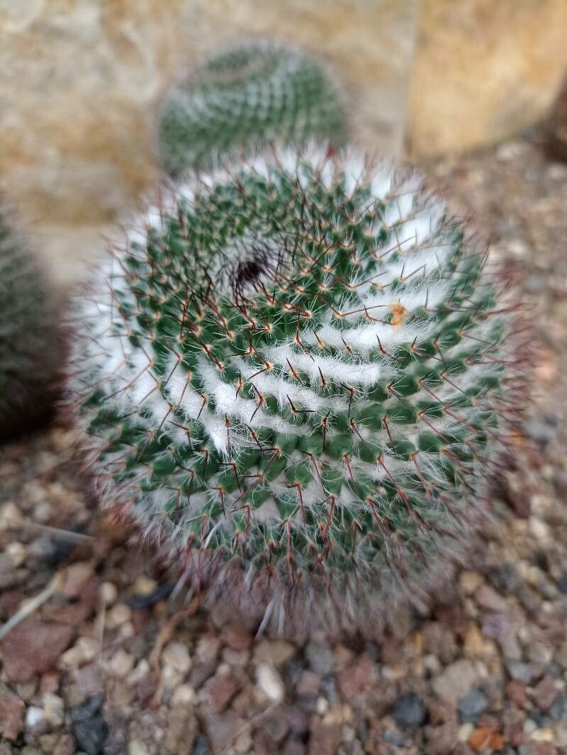 Mammillaria flavicentra — houseplant care guide