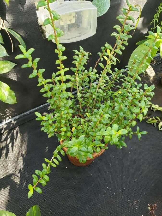 Aeschynanthus buxifolius habit