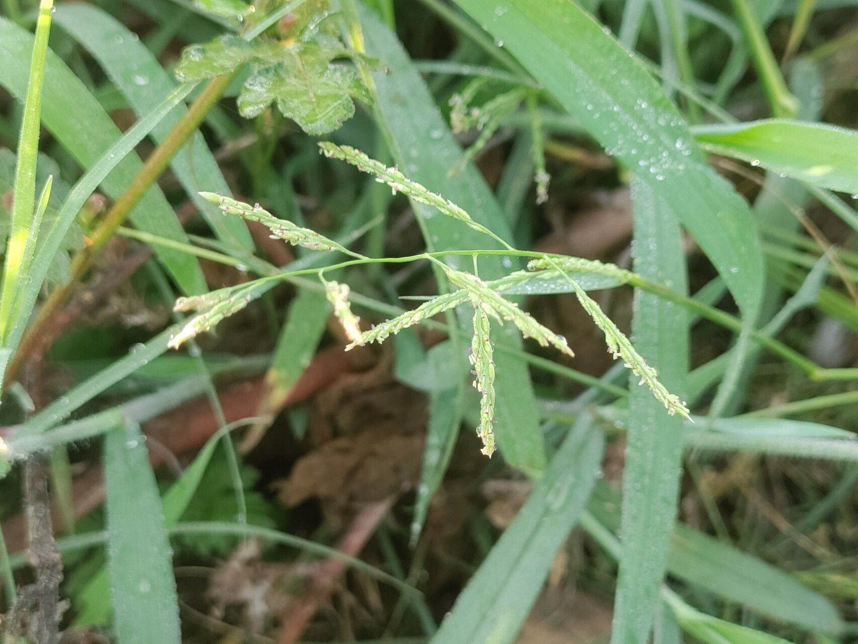 Eriochloa procera flower