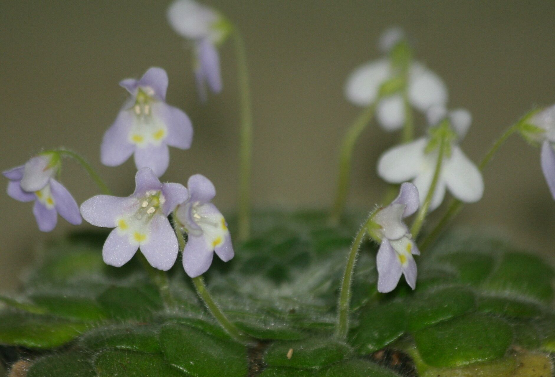 Petrocosmea forrestii flower