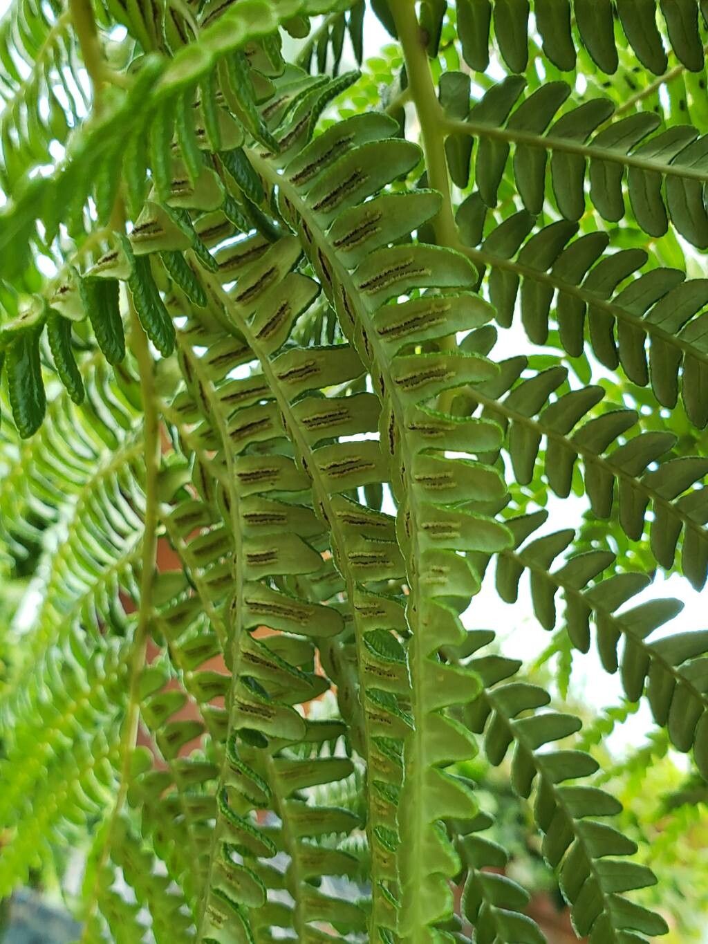 Blechnum cyatheoides fruit