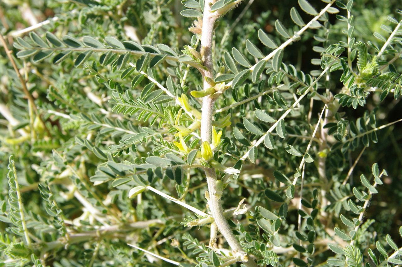 Astragalus trigonus flower