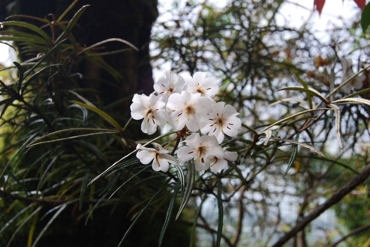 Rhododendron himantodes — houseplant care guide