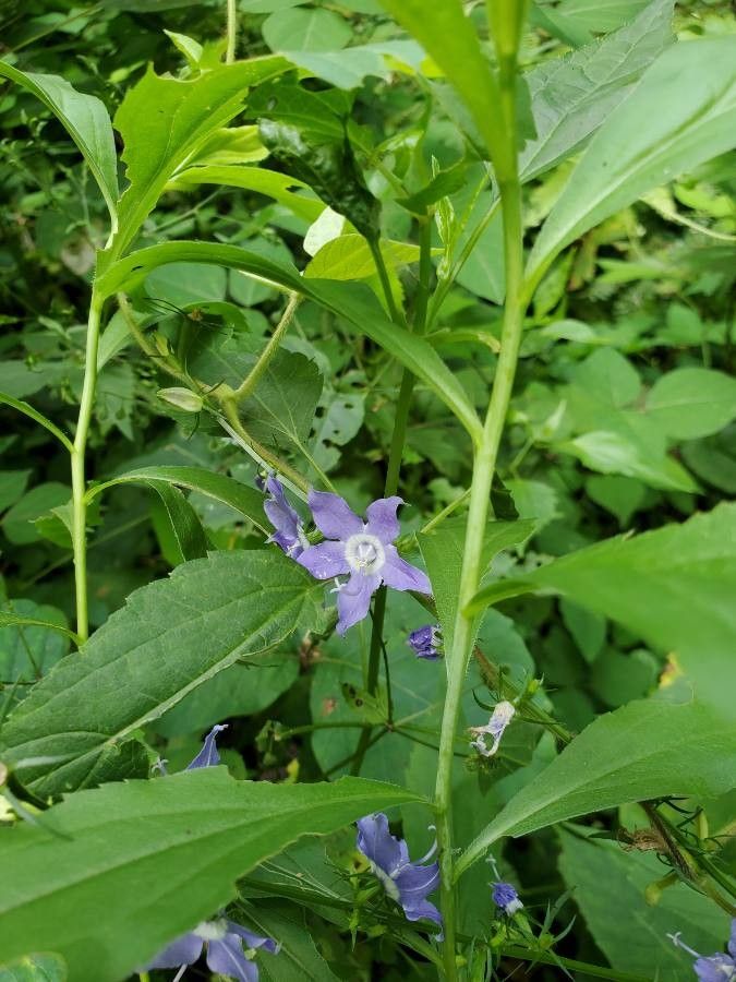 Campanula americana flower