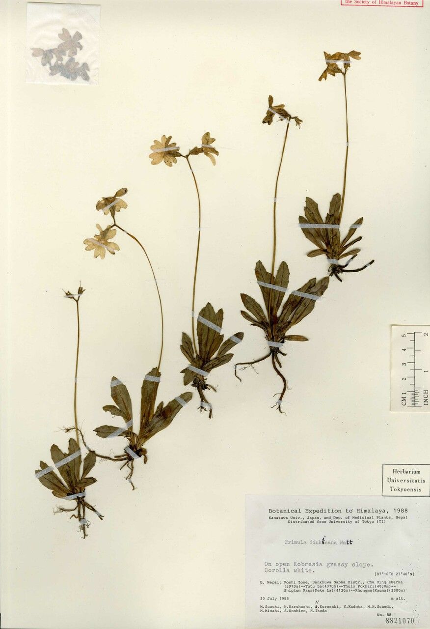 Primula dickieana other