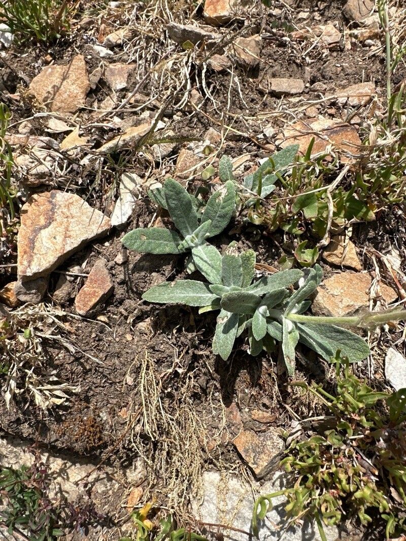 Salvia phlomoides — search result for 'Phlomoides'