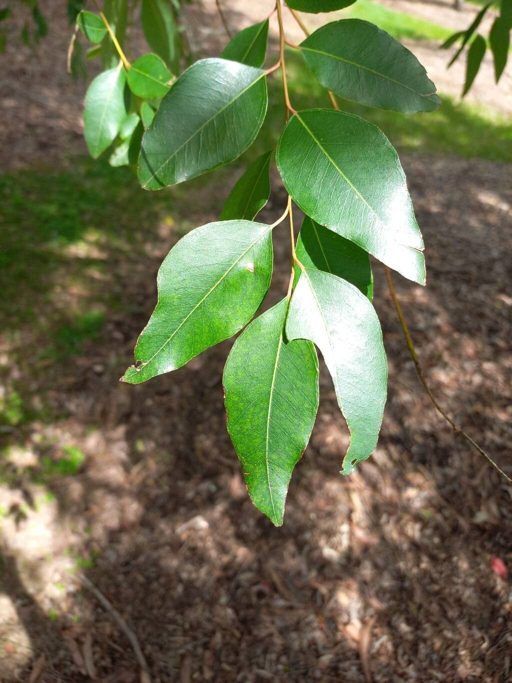 Eucalyptus raveretiana — houseplant care guide