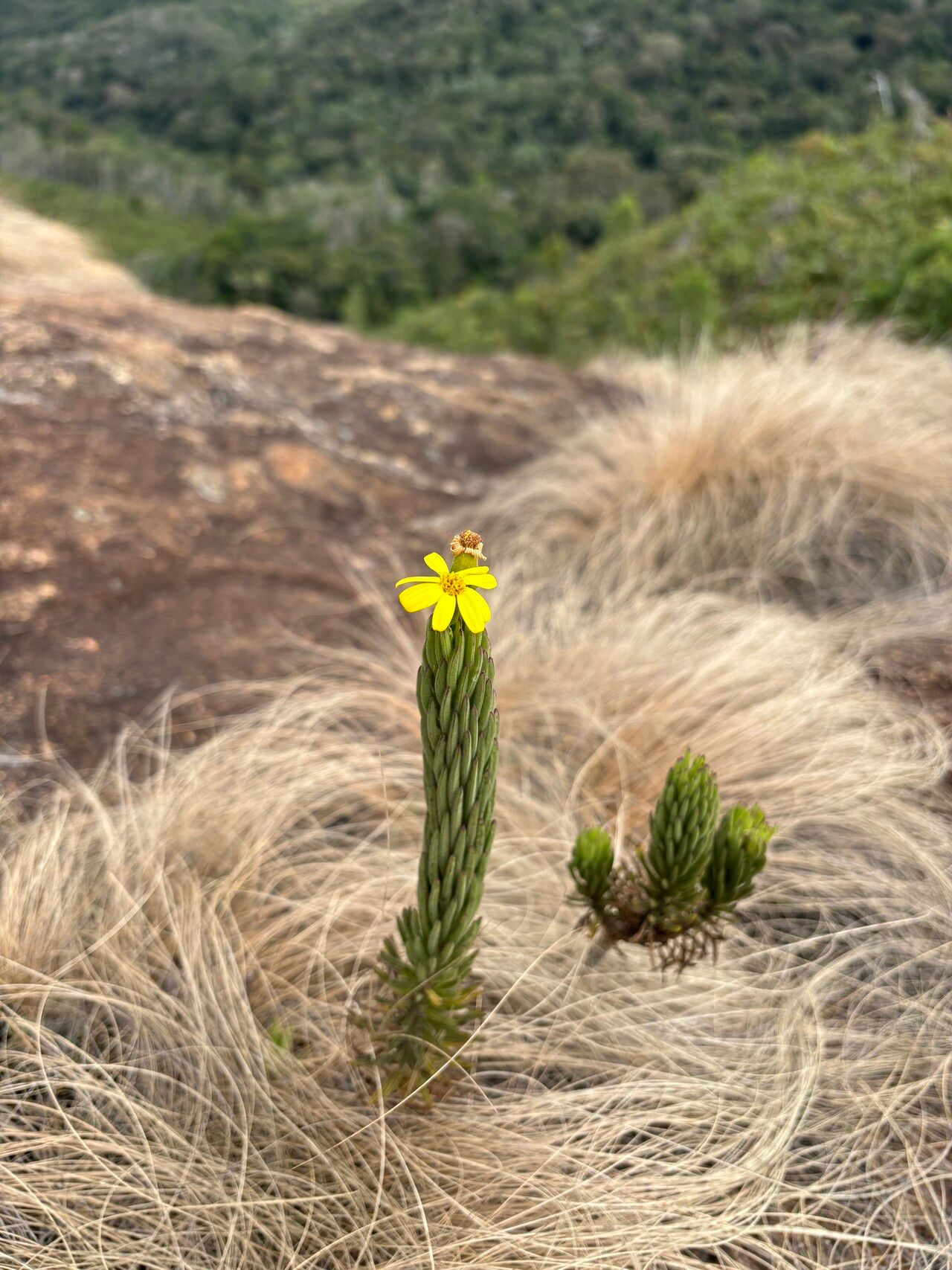 Senecio baronii — houseplant care guide