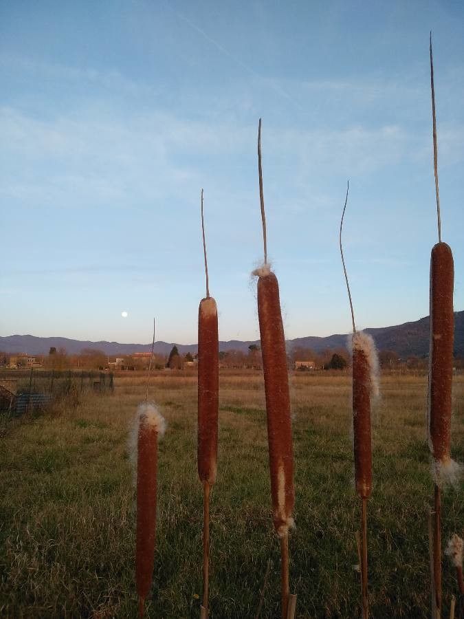 Typha angustifolia fruit