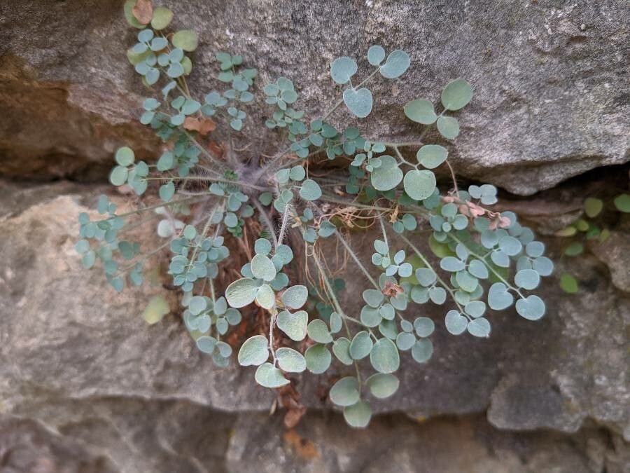 Sarcocapnos enneaphylla leaf