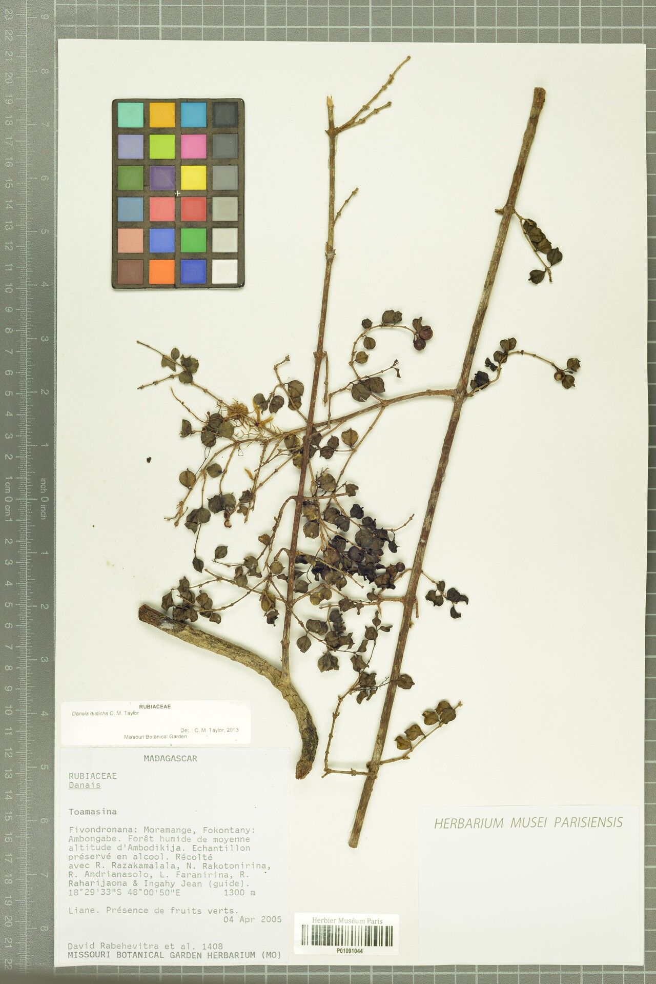 Danais disticha — houseplant care guide