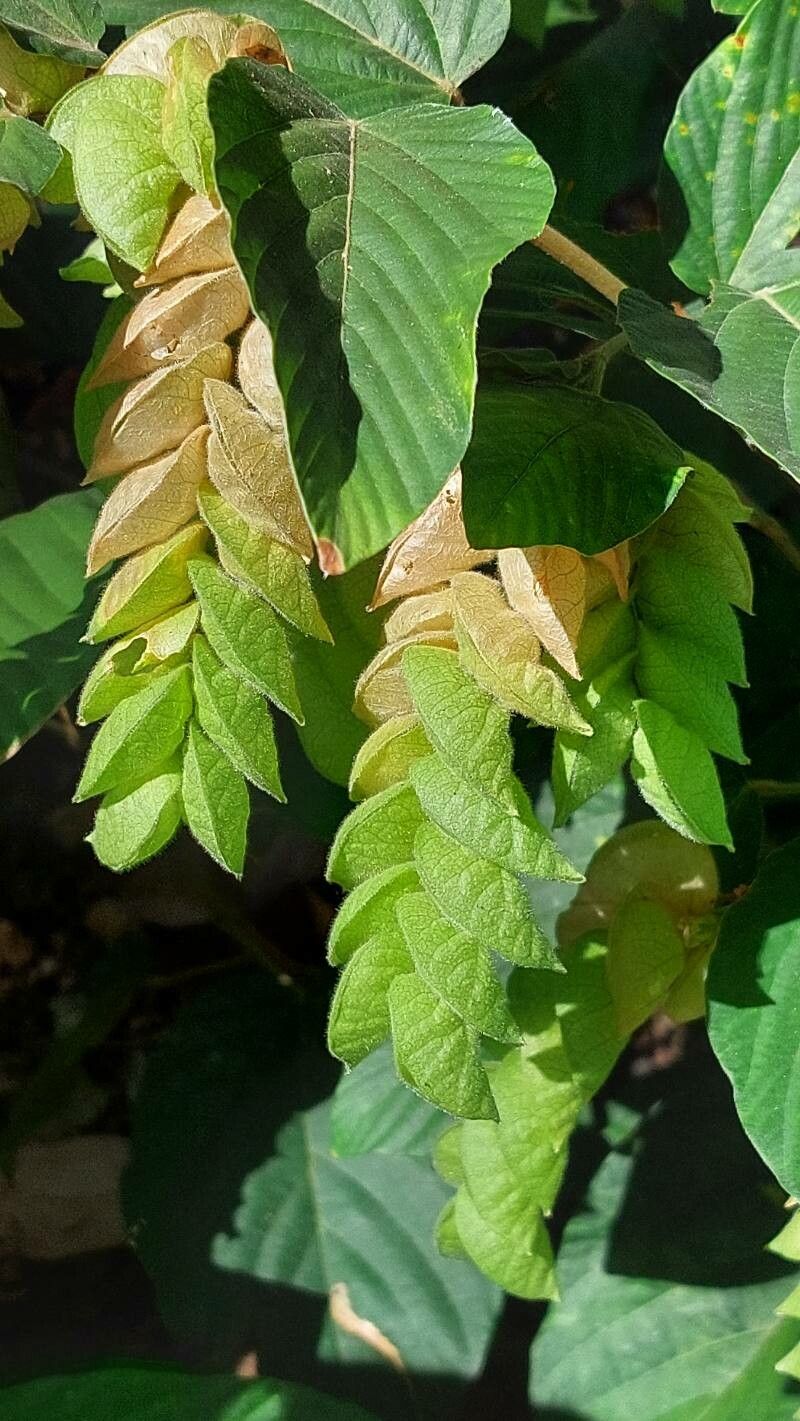 Flemingia strobilifera fruit