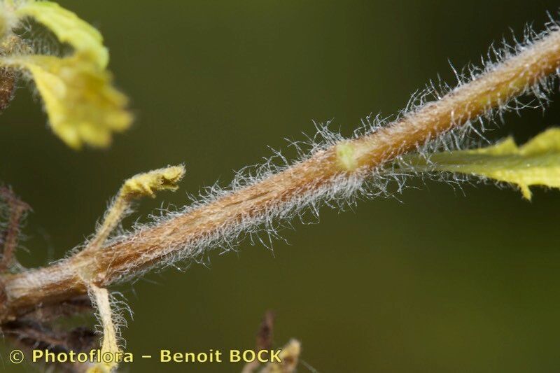 Sideritis littoralis bark