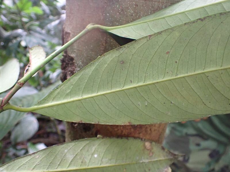 Garcinia smeathmannii — houseplant care guide