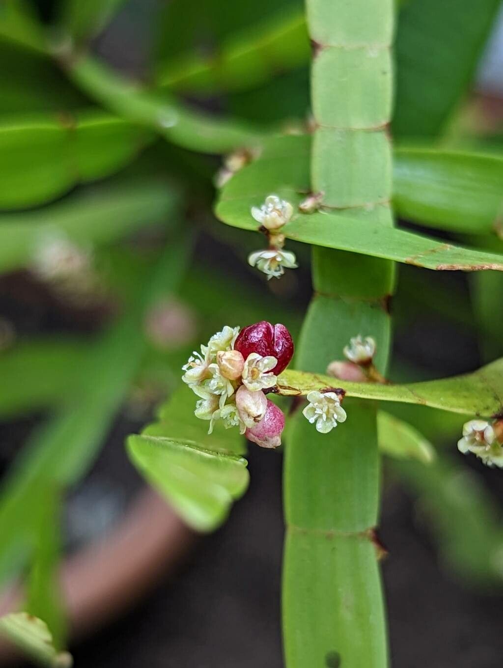 Muehlenbeckia platyclada flower