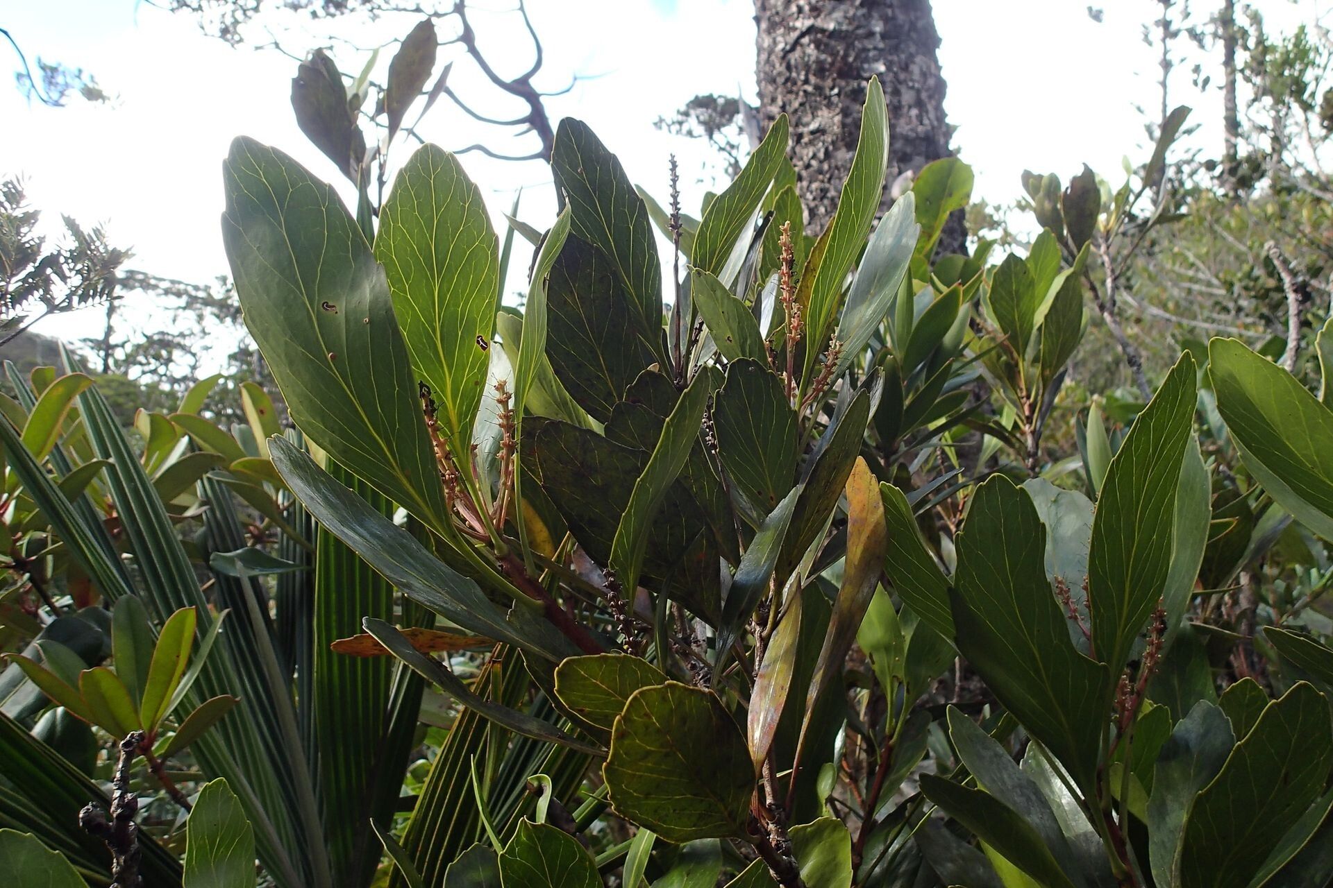 Beauprea montis-fontium habit