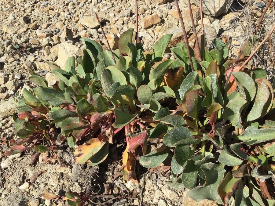 Limonium dodartii leaf