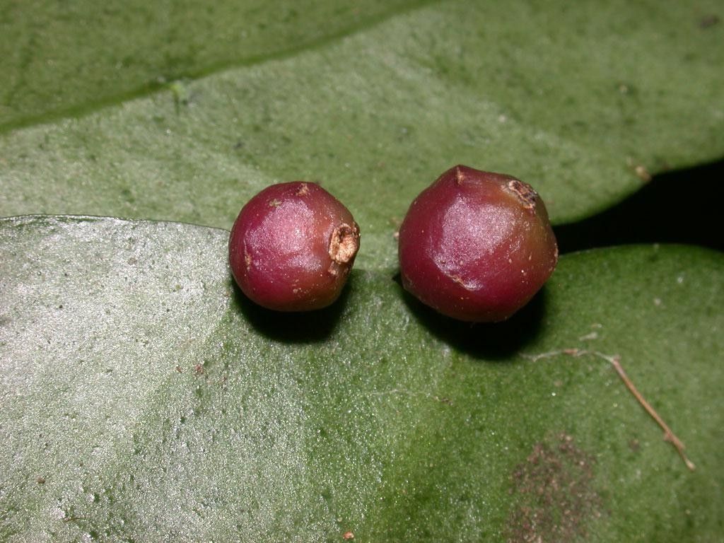 Pseudorhipsalis acuminata fruit
