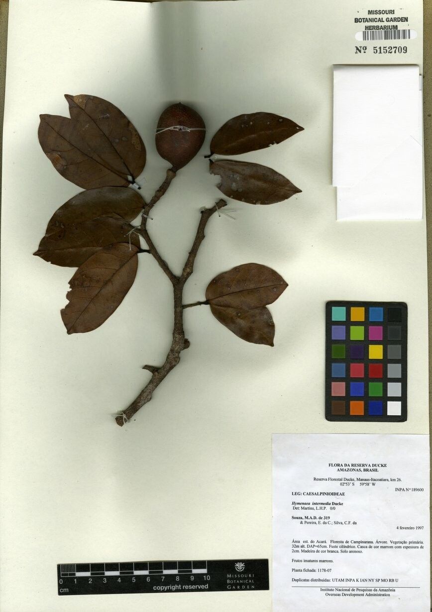 Hymenaea intermedia other