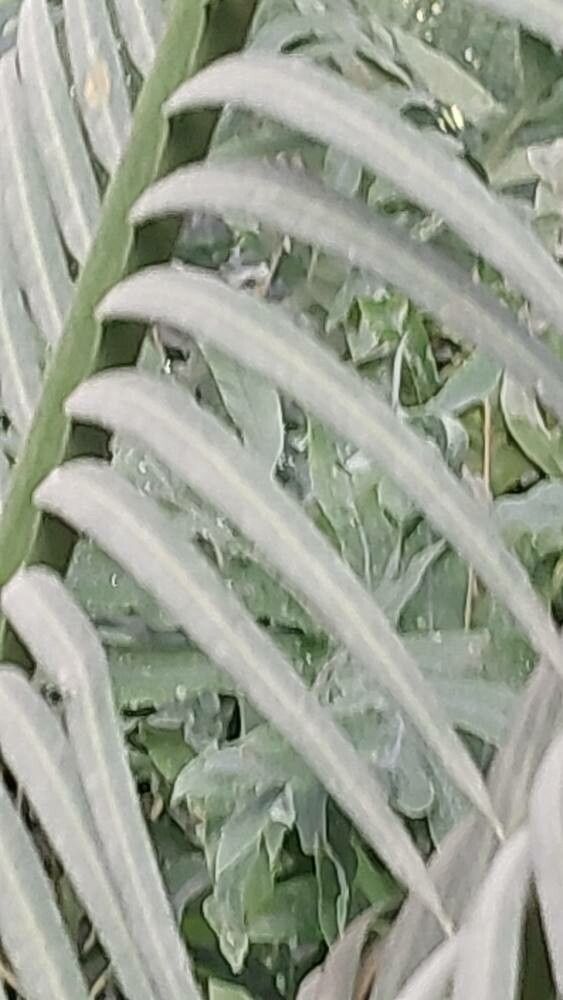 Cycas guizhouensis — search result for 'Cycas'