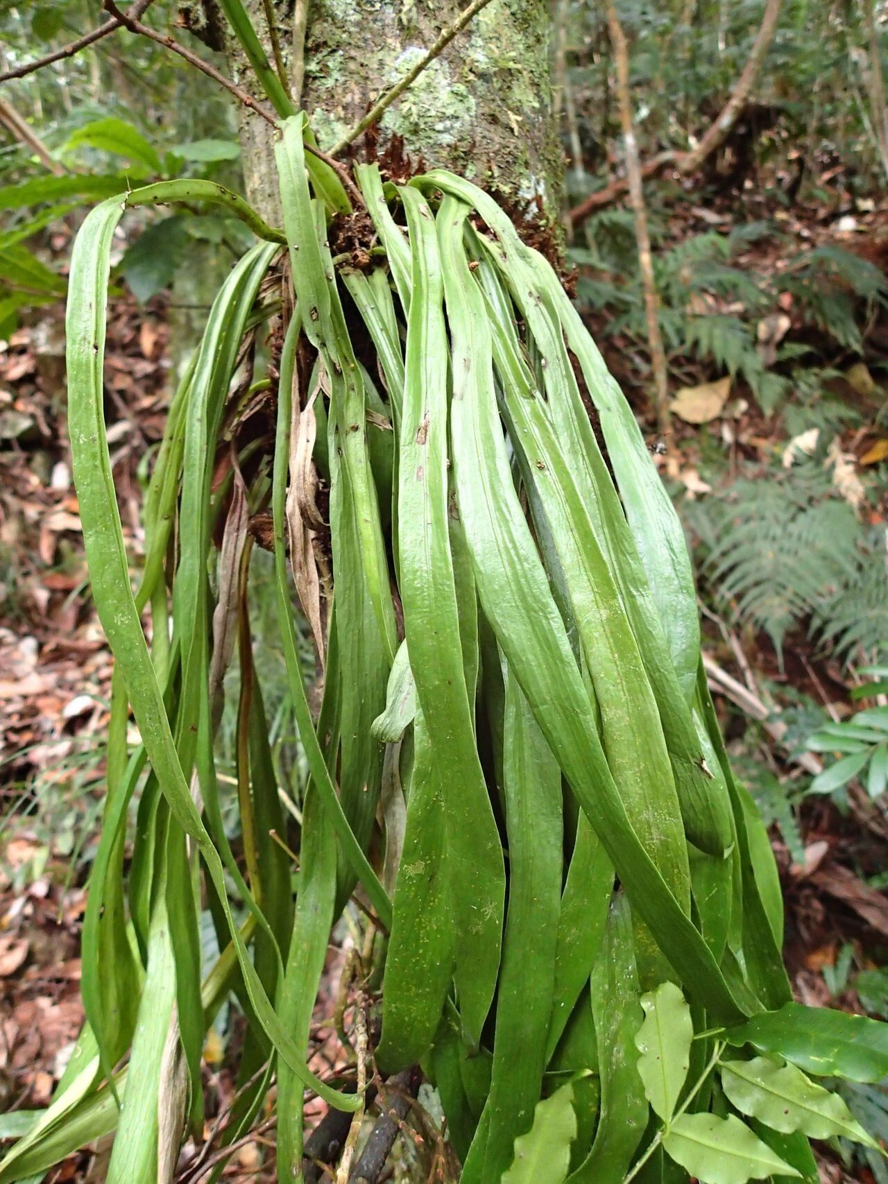 Antrophyum novae-caledoniae — houseplant care guide