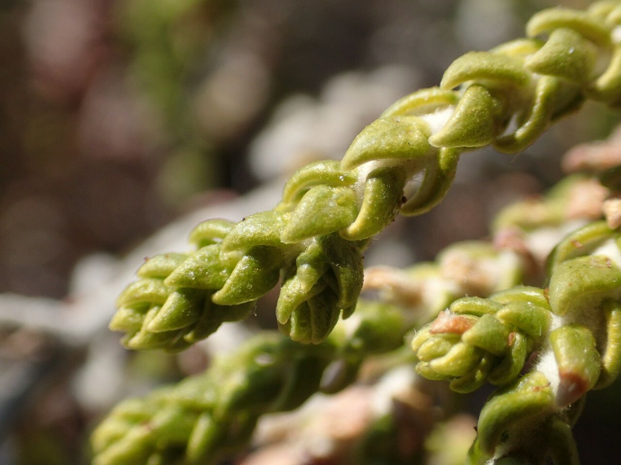 Thymelaea hirsuta leaf