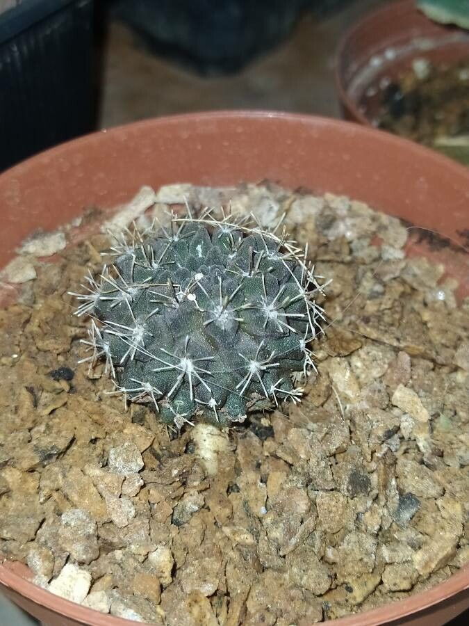 Eriosyce odieri habit