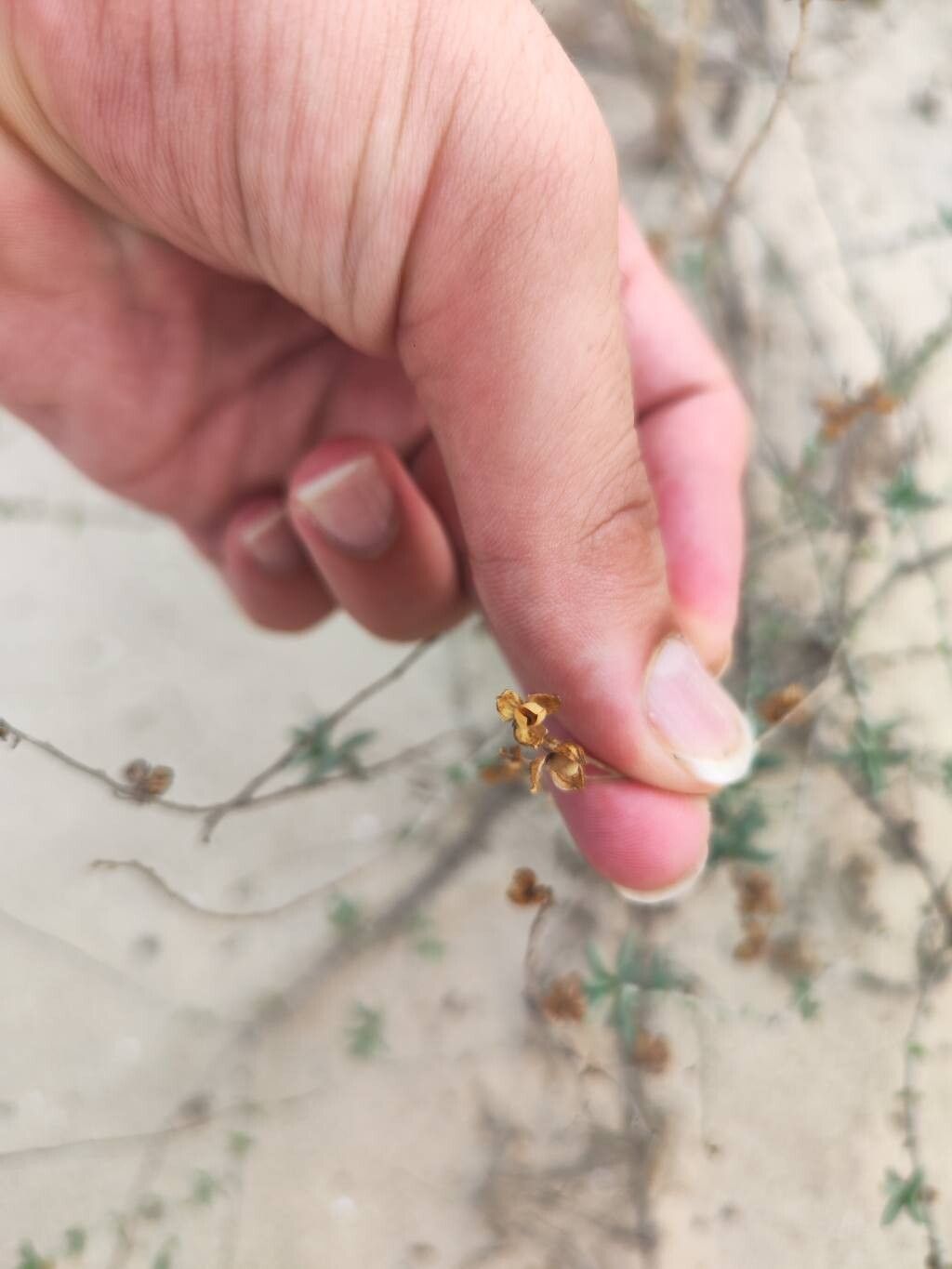 Helianthemum marminorense fruit