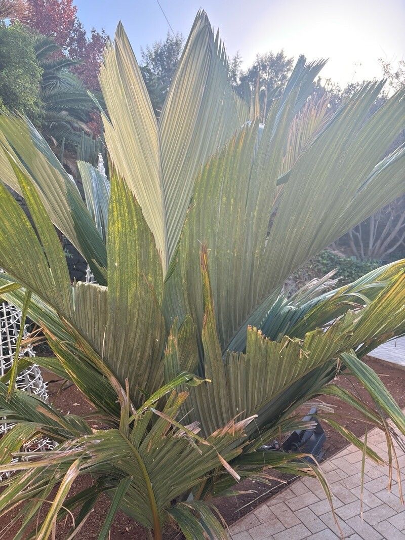 Pelagodoxa mesocarpa — related species from the same genus