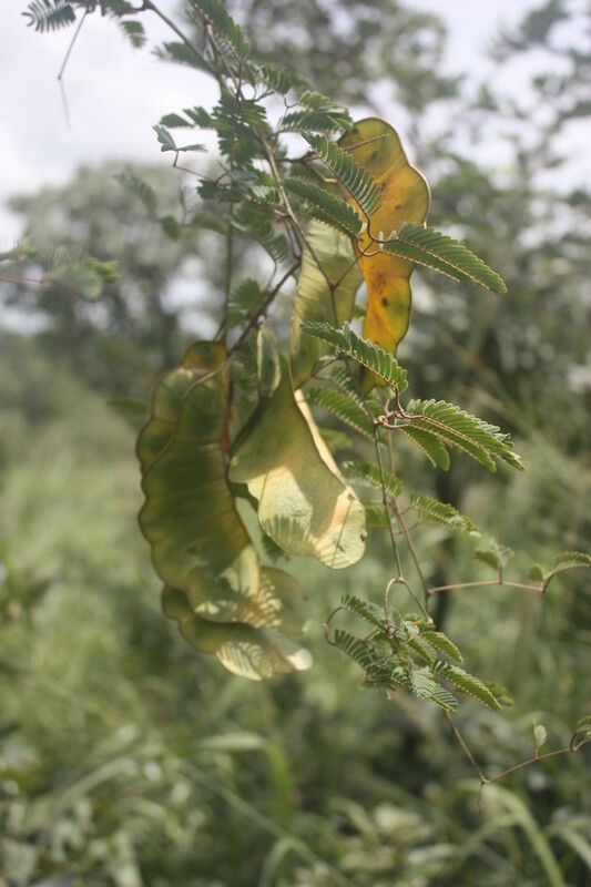 Entada wahlbergii fruit