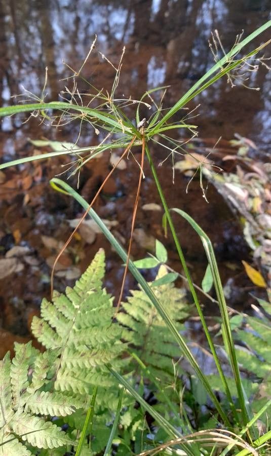 Cyperus friburgensis habit