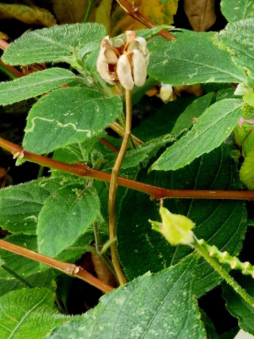 Impatiens abbatis fruit