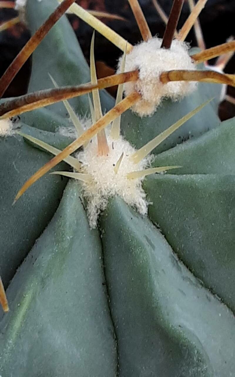 Ferocactus histrix flower