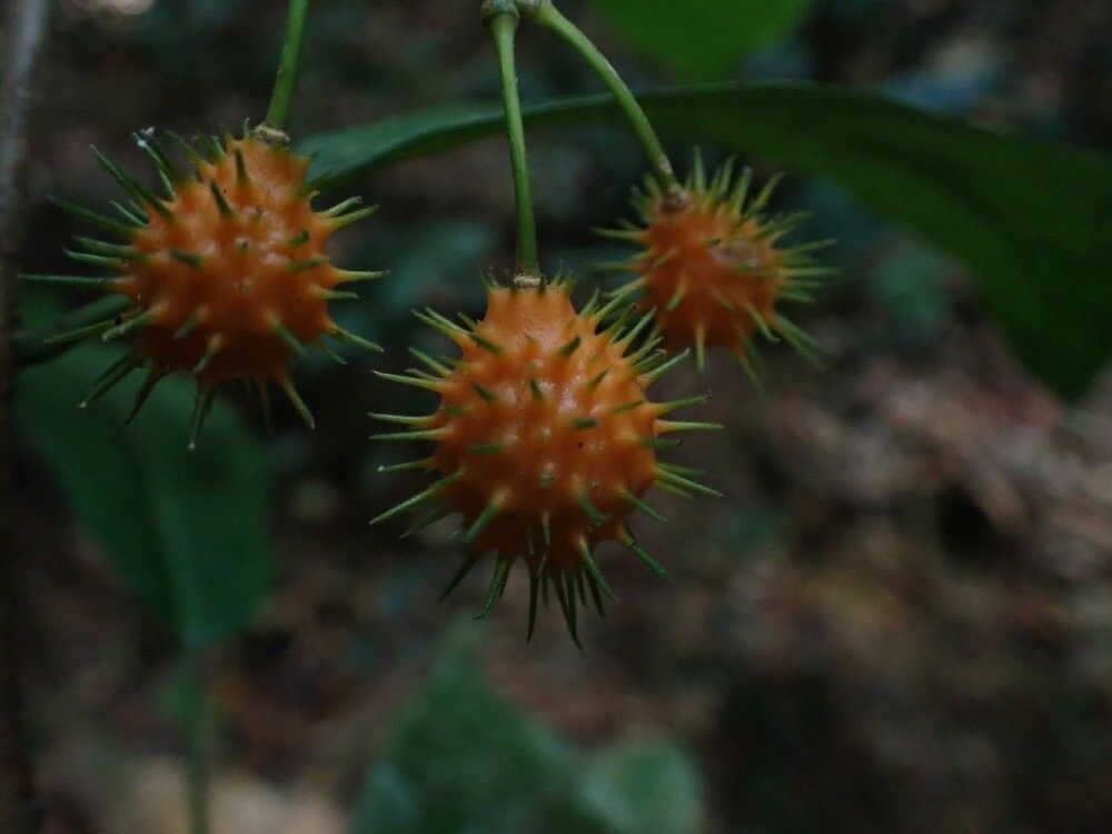 Oncoba breteleri — related species from the same genus