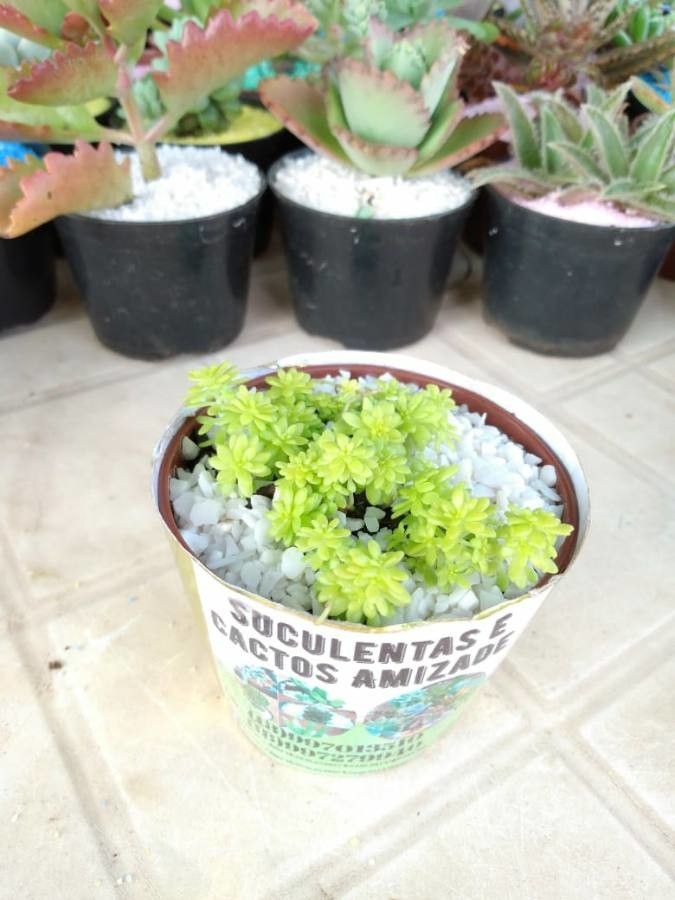 Sedum japonicum flower