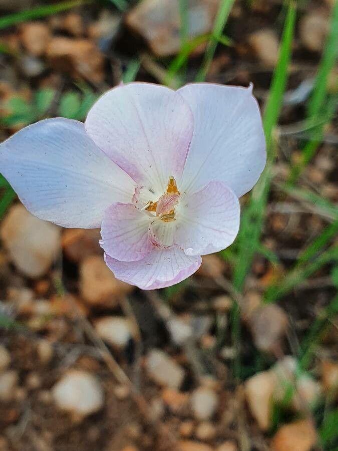 Gladiolus candidus flower