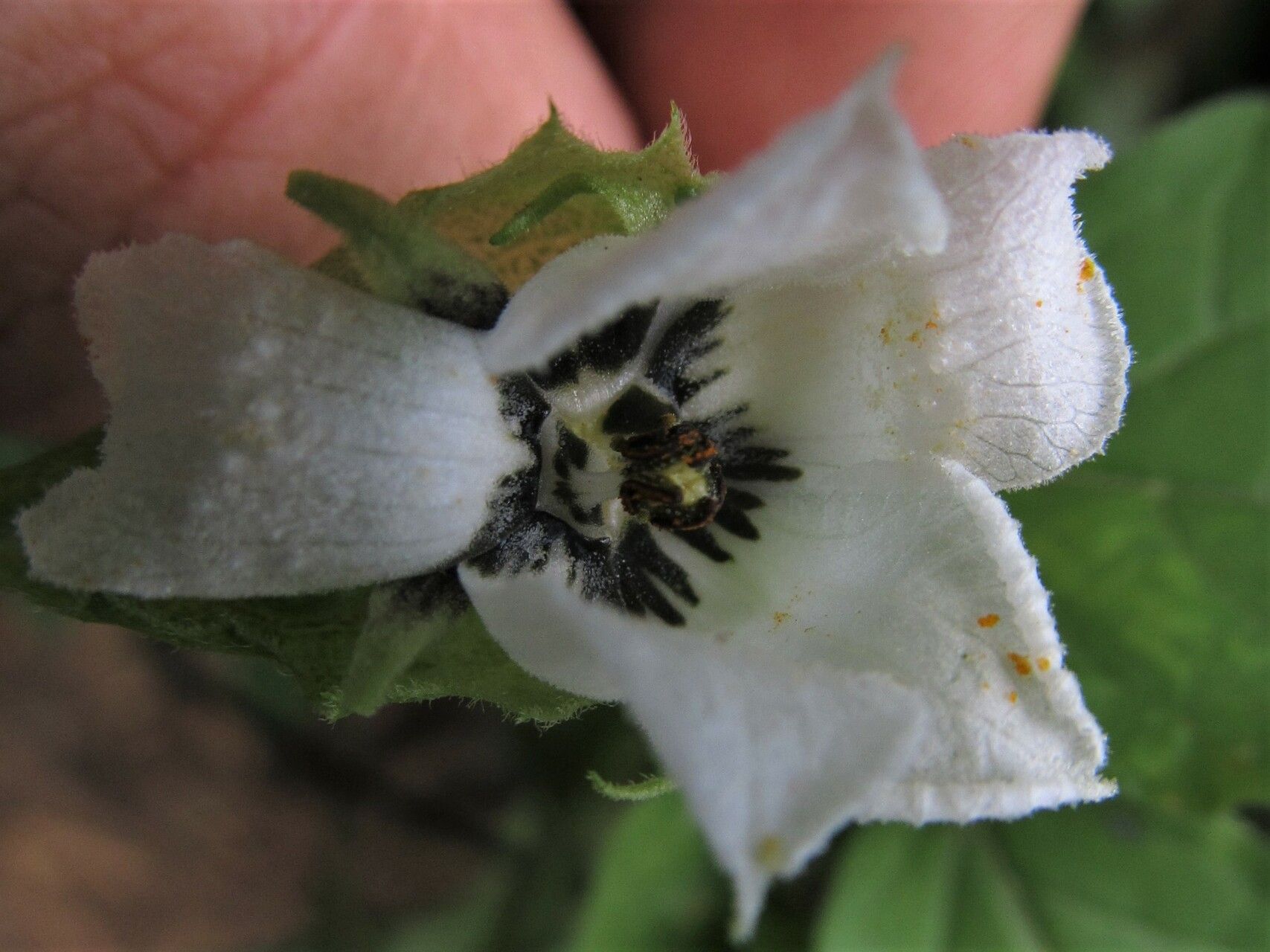 Momordica cissoides flower
