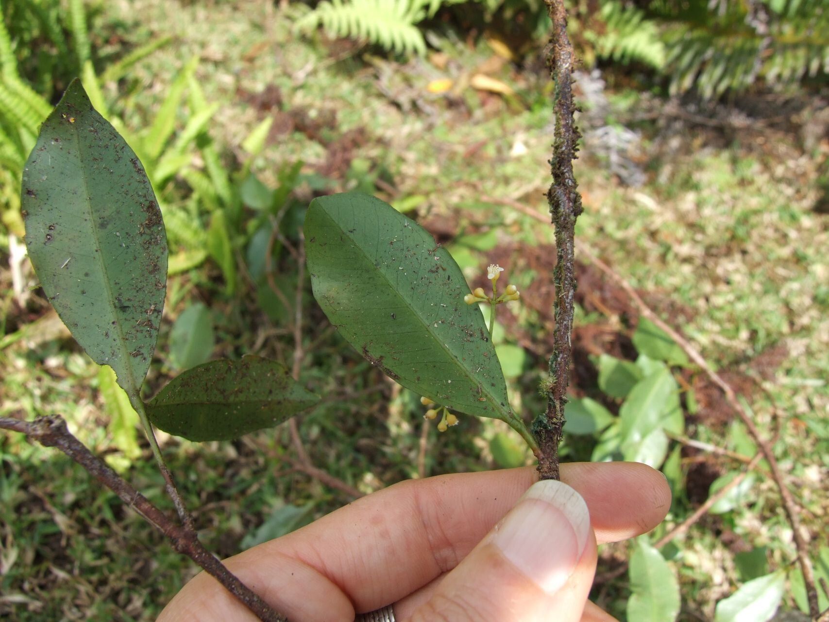 Syzygium brachycalyx — houseplant care guide