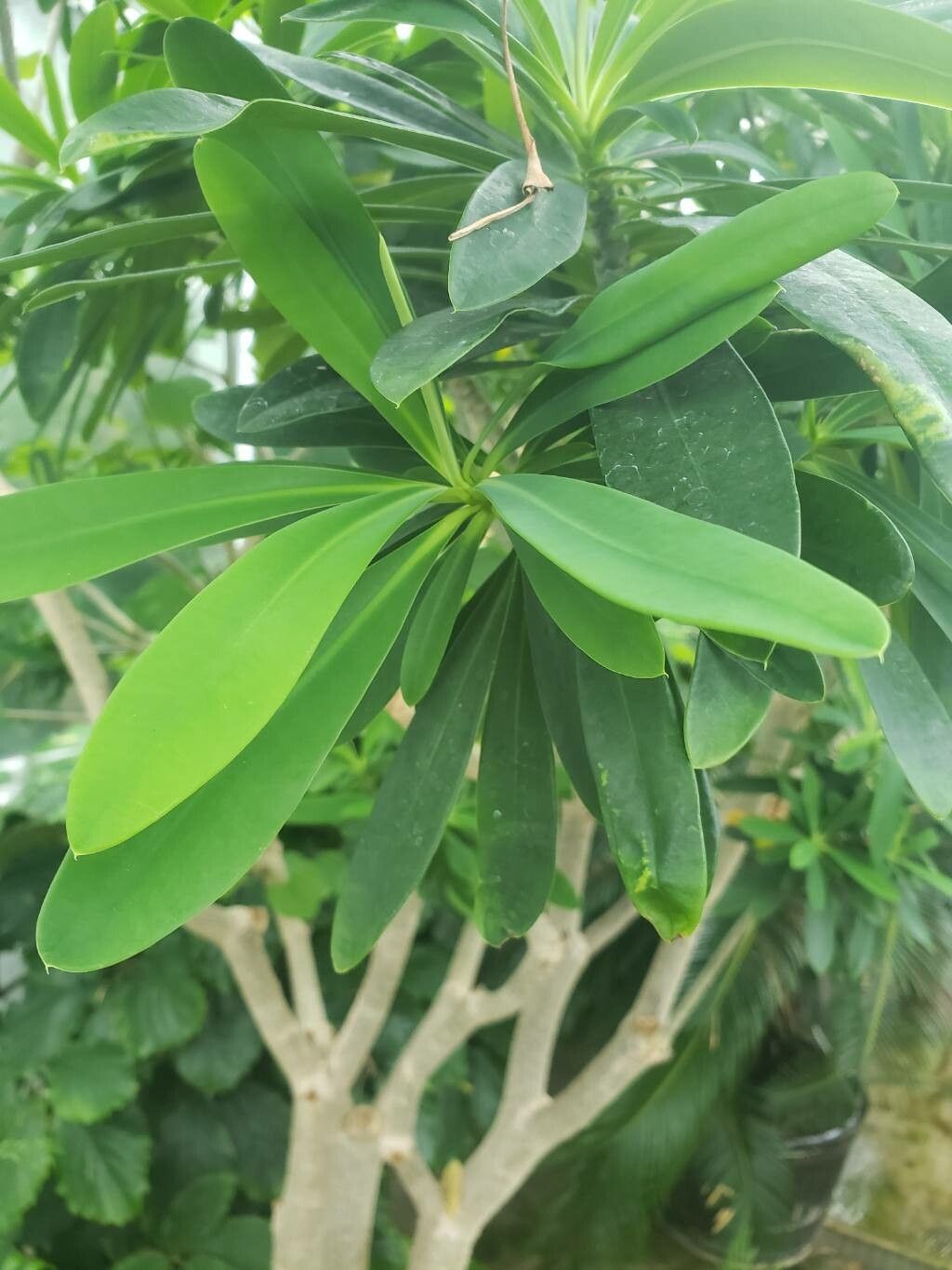 Euphorbia punicea — search result for 'Jamaica'