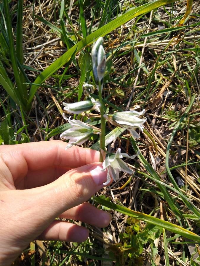 Ornithogalum nutans — search result for 'Ornithogalum'