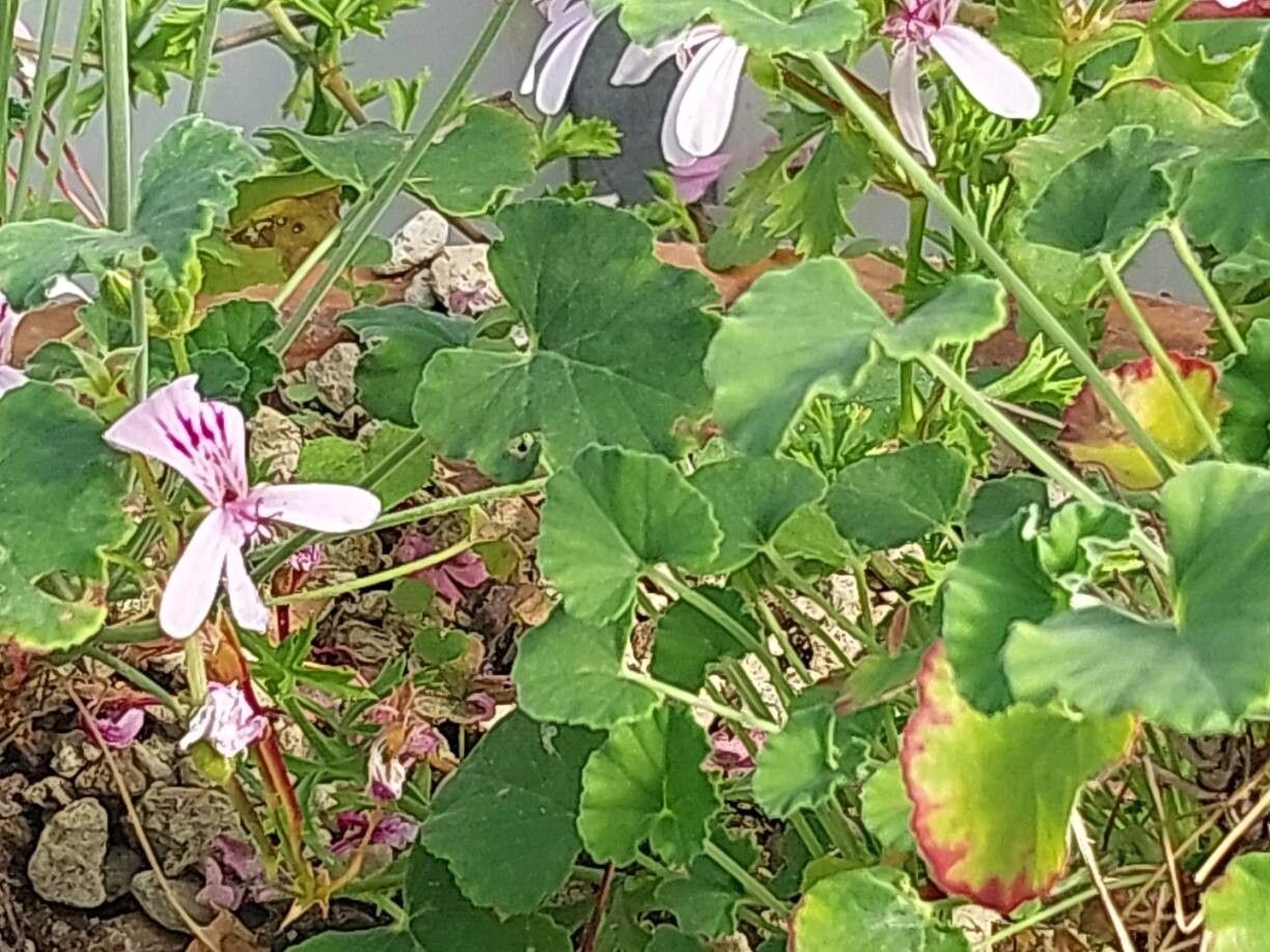 Pelargonium dichondrifolium other