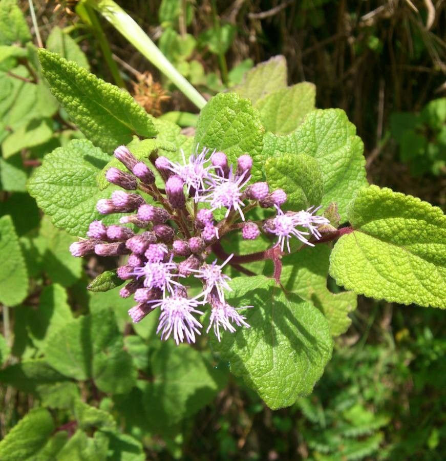 Aristeguietia lamiifolia — related species from the same genus