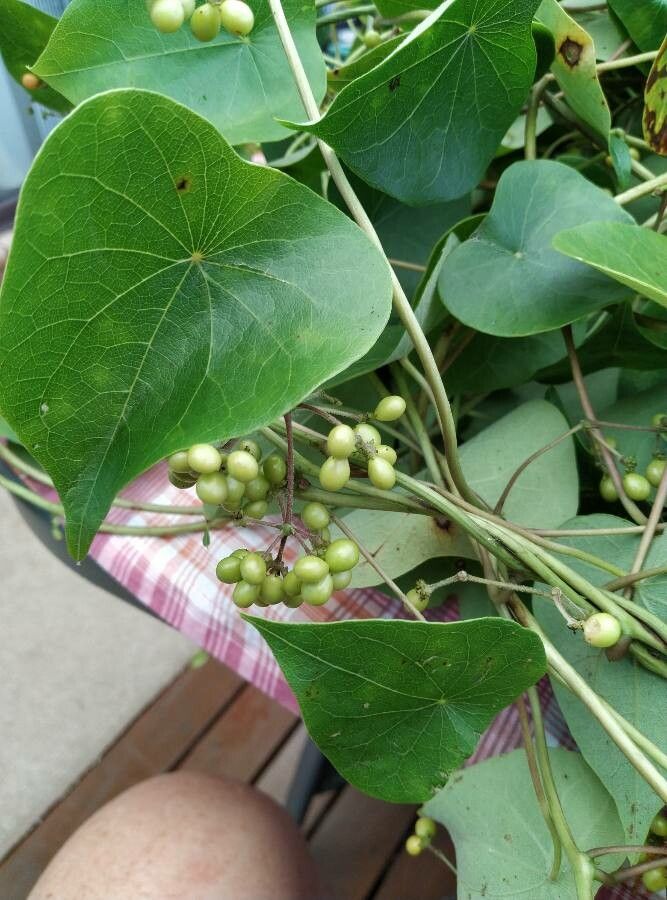 Stephania japonica fruit