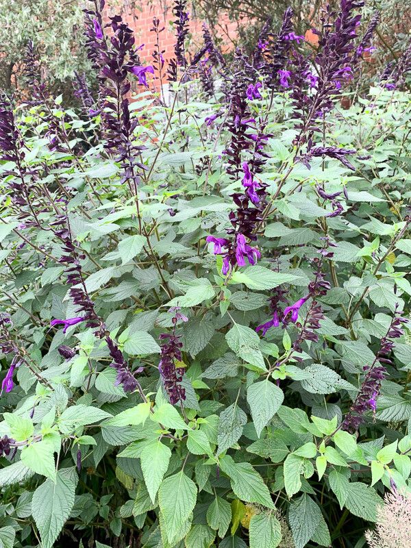 Salvia coerulea flower