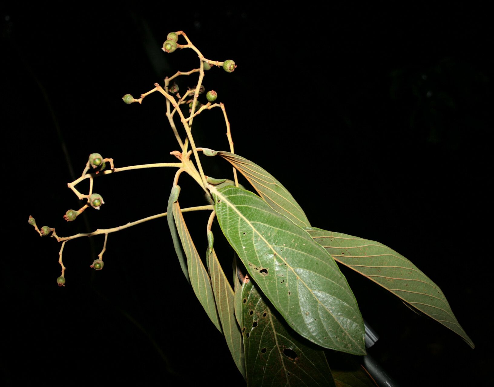 Nectandra villosa fruit