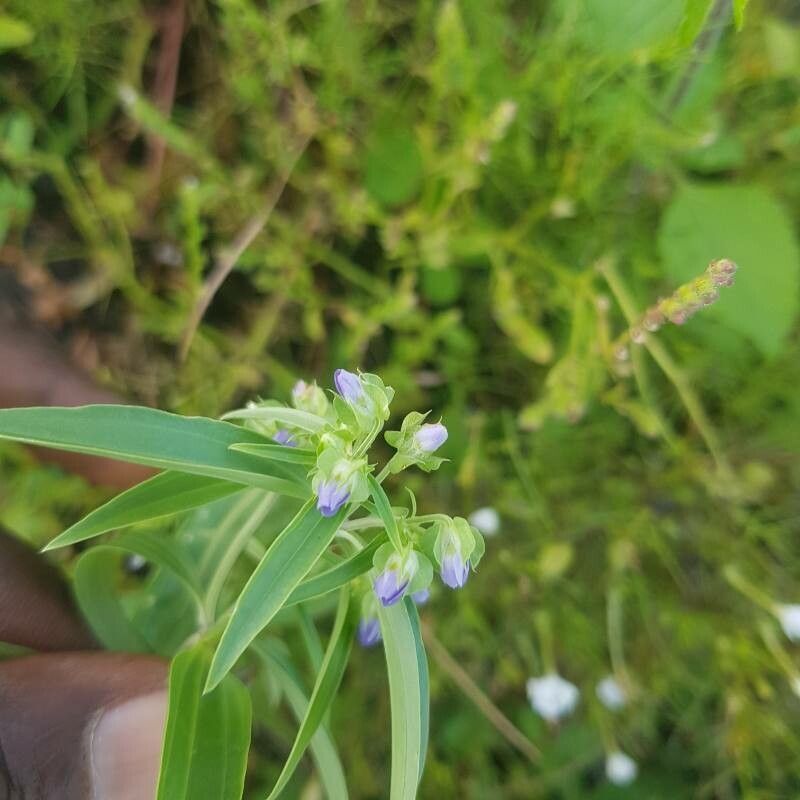 Exacum oldenlandioides flower