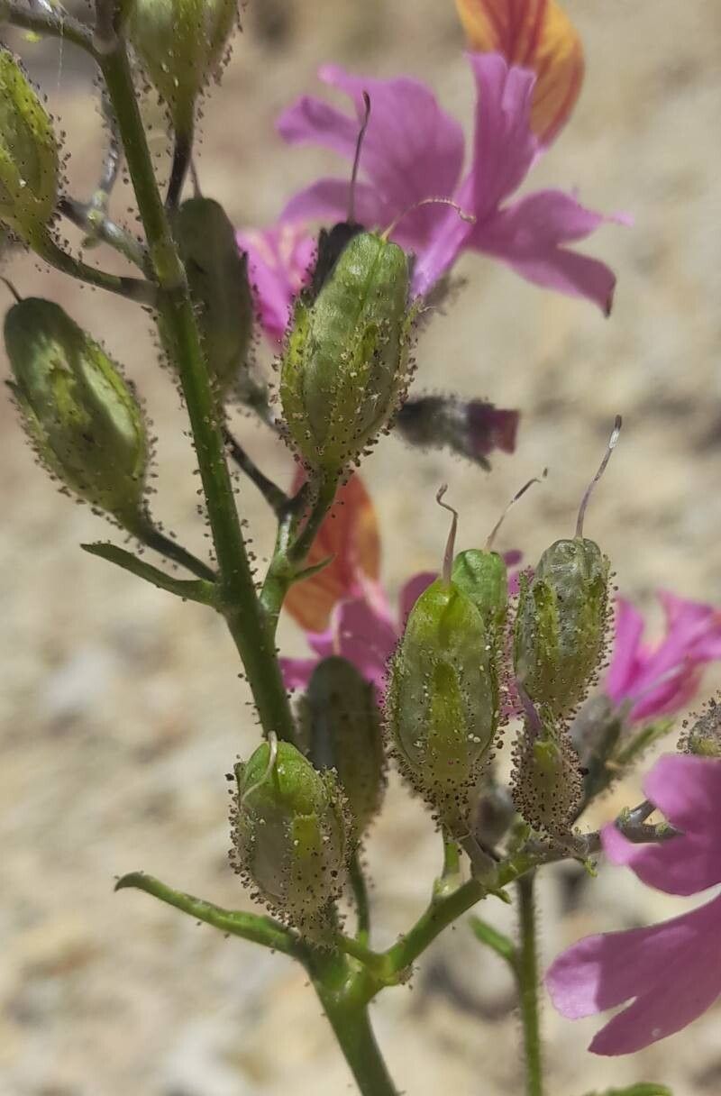 Schizanthus grahamii fruit