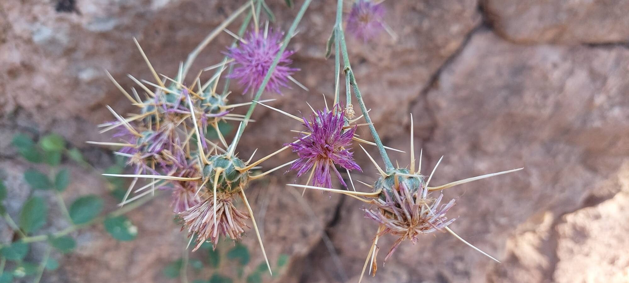 Centaurea eryngioides other