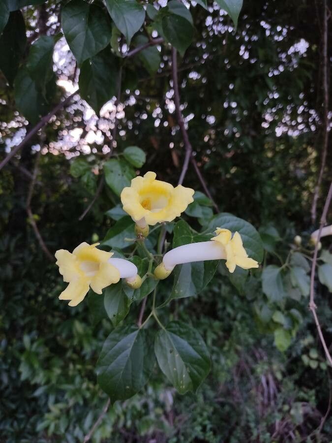Amphilophium crucigerum flower